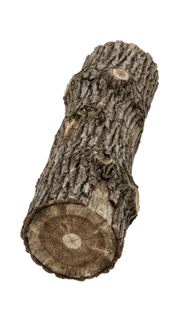Wooden Log with Bark Isolated