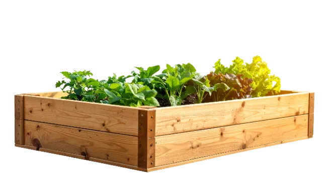 Wooden Raised Garden Bed with Fresh Green Plants