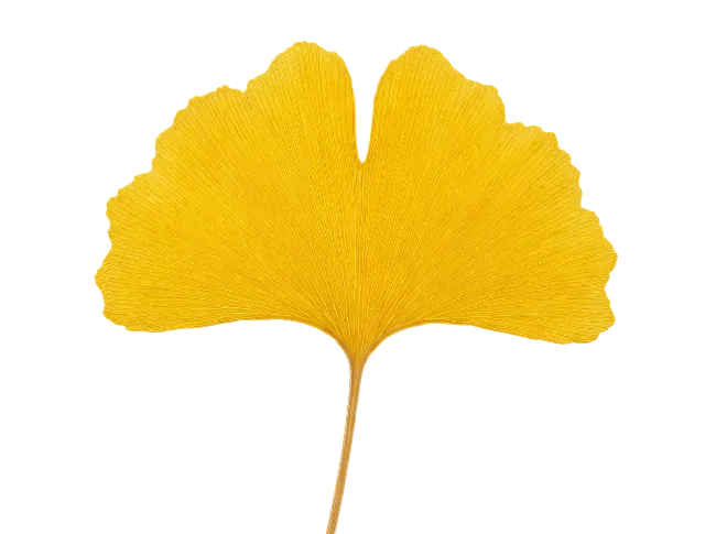 Yellow Ginkgo Biloba Leaf