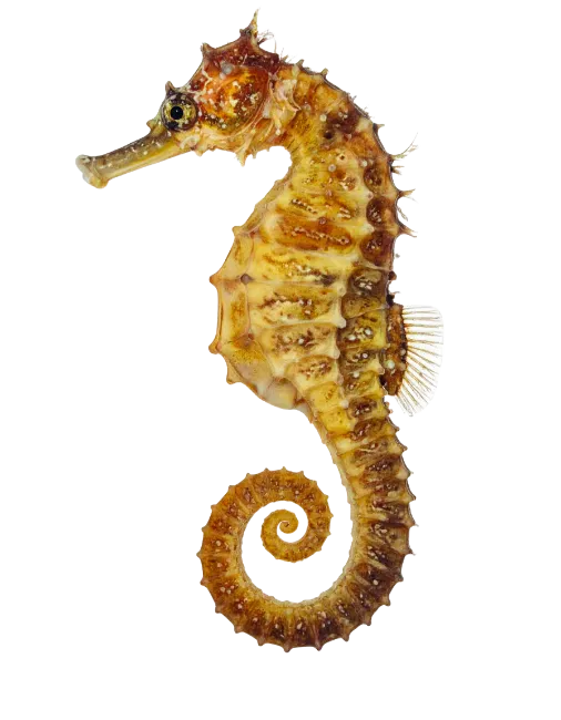 Yellow seahorse aquatic animal side view
