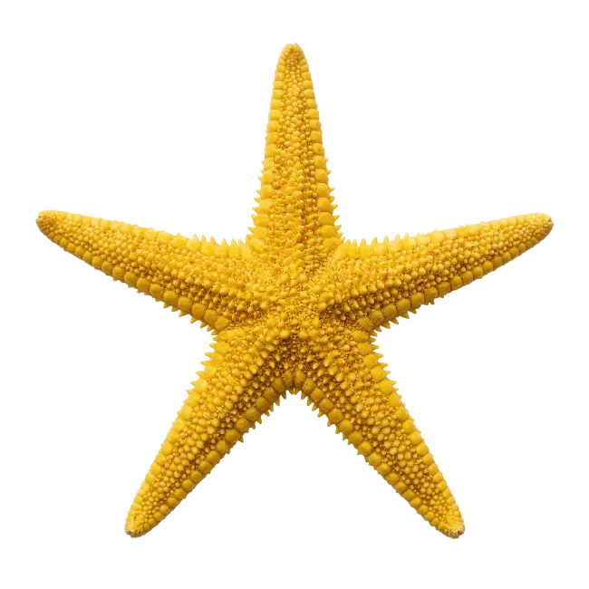 Yellow Starfish Sea Animal