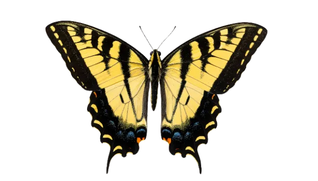 Yellow Swallowtail Butterfly