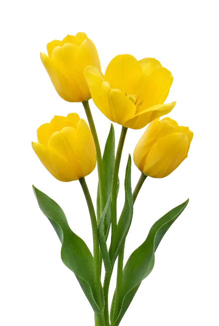Yellow Tulips Bouquet with Green Leaves
