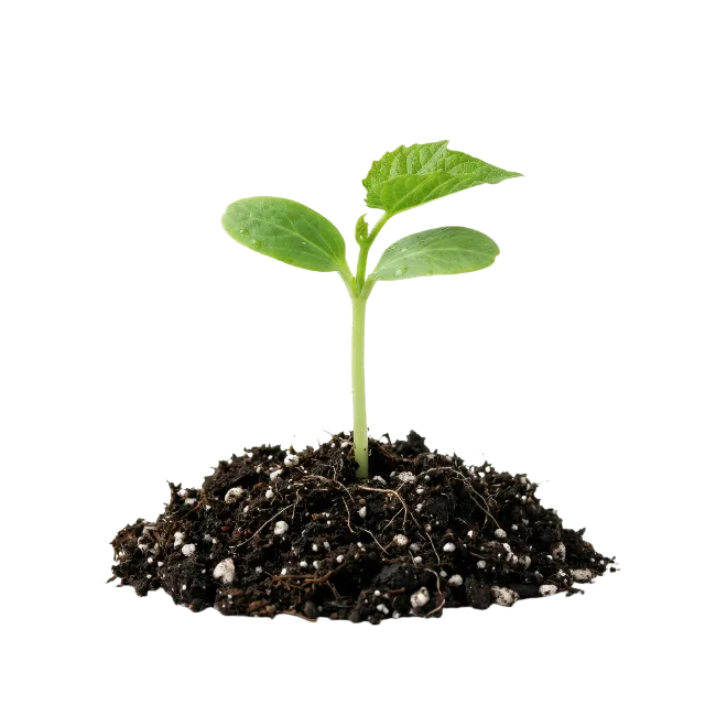 Young green seedling growing out of soil mound