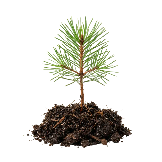 Young Pine Tree Sapling with Soil Roots