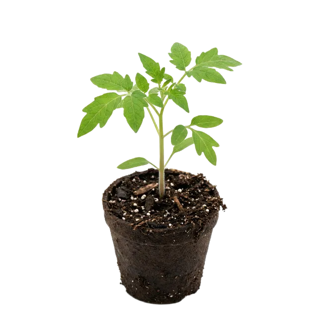 Young Tomato Plant in Pot